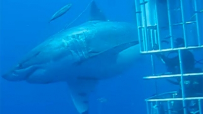Σε βίντεο ο μεγαλύτερος καρχαρίας που βρέθηκε ποτέ!(video)